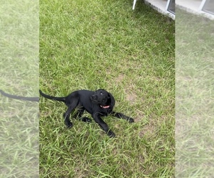 Labrador Retriever Puppy for sale in SUMMERFIELD, FL, USA