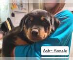 Small Photo #2 Rottweiler Puppy For Sale in NARVON, PA, USA