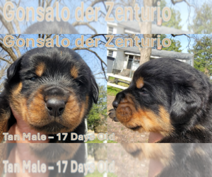 Medium Rottweiler