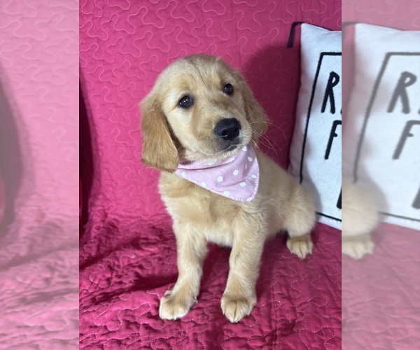 Medium Photo #3 Golden Retriever Puppy For Sale in GREENFIELD, IN, USA