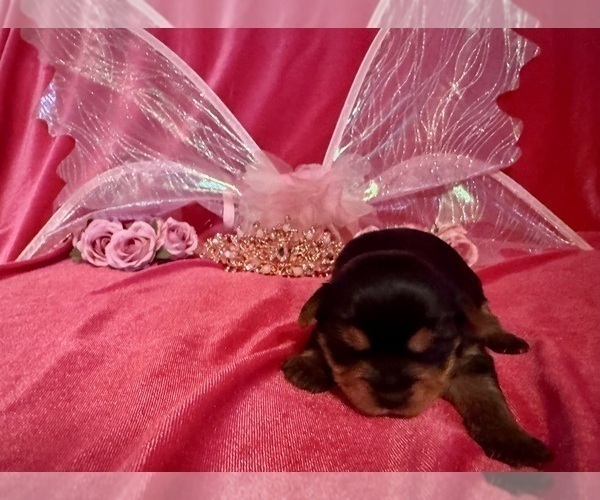 Medium Photo #3 Yorkshire Terrier Puppy For Sale in BROOKHAVEN, MS, USA
