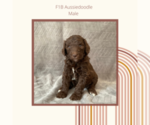 Small Photo #1 Aussiedoodle Puppy For Sale in CUNNINGHAM, KY, USA