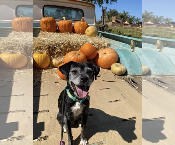 Medium Photo #5 Puggle Puppy For Sale in  Ramona, CA, USA