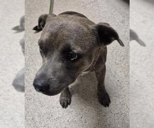 Mutt Dogs for adoption in Bakersfield, CA, USA
