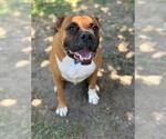 Small Photo #2 Boxer Puppy For Sale in Riverside, CA, USA