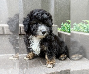 Poodle (Miniature) Puppy for sale in FAIR HAVEN, MI, USA