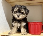 Small #6 Morkie
