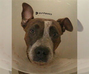 Medium American Pit Bull Terrier Mix
