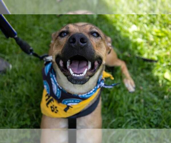 Medium Photo #16 German Shepherd Dog-Unknown Mix Puppy For Sale in Bethesda, MD, USA