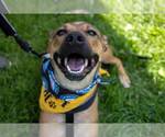 Small #15 German Shepherd Dog Mix