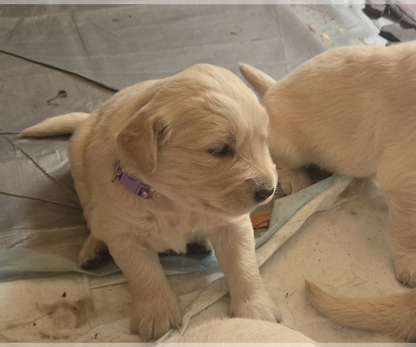Medium Photo #1 Golden Retriever Puppy For Sale in EUGENE, OR, USA