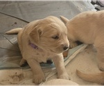 Puppy Purple Golden Retriever