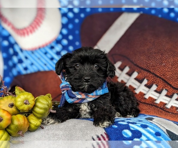 Medium Photo #8 YorkiePoo Puppy For Sale in OXFORD, PA, USA