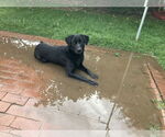 Small Labrador Retriever
