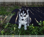 Small Siberian Husky