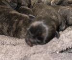 Small Photo #7 Pug Puppy For Sale in TROY, MO, USA