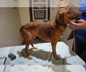 Mutt Dogs for adoption in Ocala, FL, USA