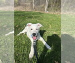 Small #1 Labrador Retriever Mix