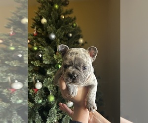 French Bulldog Puppy for sale in PERRIS, CA, USA