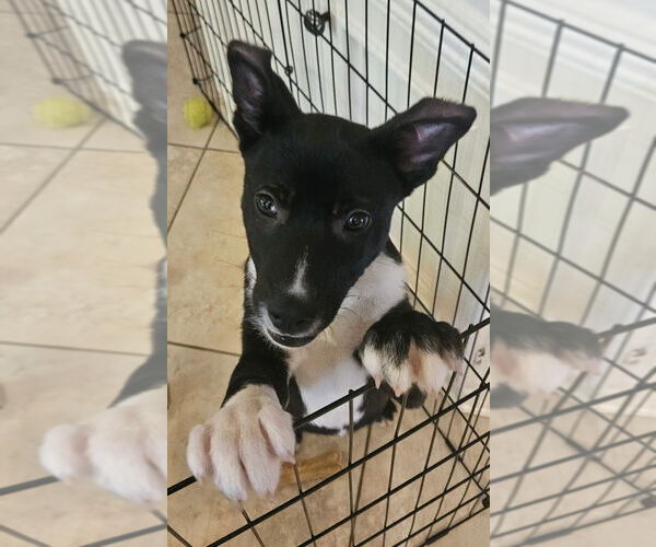 Medium Photo #2 German Shepherd Dog-Unknown Mix Puppy For Sale in Lakewood, CO, USA