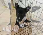 Small #1 German Shepherd Dog Mix