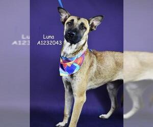 Mutt Dogs for adoption in Bakersfield, CA, USA