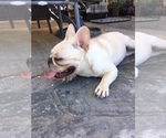 Small Photo #2 French Bulldog Puppy For Sale in TEMPLETON, CA, USA