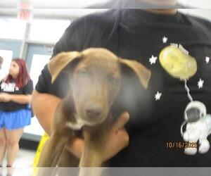 Australian Kelpie-Unknown Mix Dogs for adoption in Oklahoma City, OK, USA