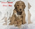 Puppy Hank Bernedoodle