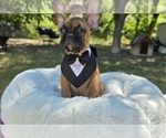 Puppy Grizzly French Bulldog
