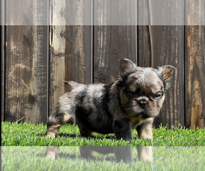 French Bulldog Puppy for Sale in AURORA, Colorado USA