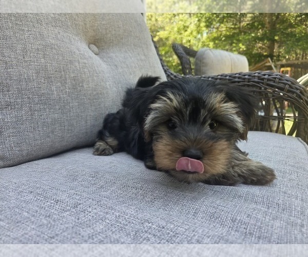 Medium Photo #46 Yorkshire Terrier Puppy For Sale in RHOADESVILLE, VA, USA