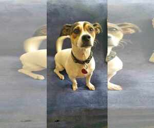 Jack-A-Bee Dogs for adoption in Bardstown, KY, USA