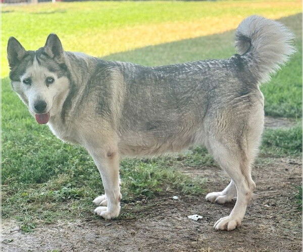 Medium Photo #2 Siberian Husky Puppy For Sale in Riverside, CA, USA