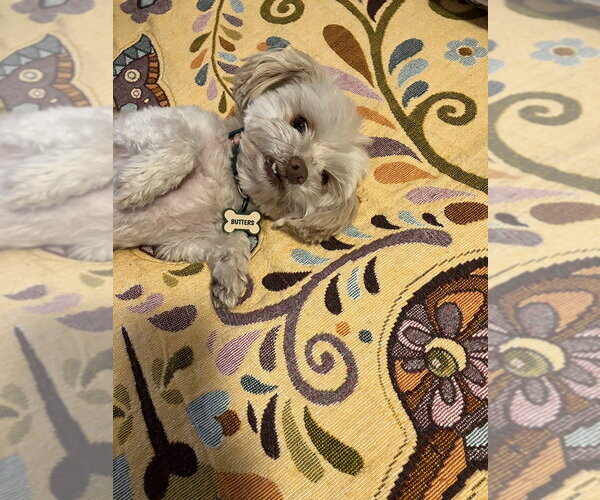 Medium Photo #5 Shih Tzu-Unknown Mix Puppy For Sale in San Diego , CA, USA