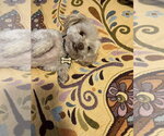 Small #4 Shih Tzu Mix