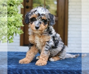 Bernedoodle (Miniature) Puppy for sale in NARVON, PA, USA