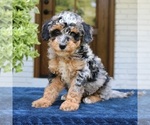 Small Bernedoodle (Miniature)