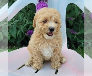 Goldendoodle-Poodle (Miniature) Mix Puppy for sale in CANAJOHARIE, NY, USA