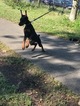 Small Photo #8 Doberman Pinscher Puppy For Sale in BROOKLYN, NY, USA