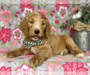 Goldendoodle Puppy for sale in LANCASTER, PA, USA