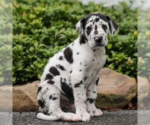 Great Dane Puppy for Sale in LITITZ, Pennsylvania USA
