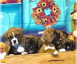 Boxer Puppy for sale in DUNCANSVILLE, PA, USA