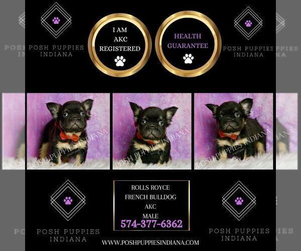 Medium Photo #3 French Bulldog Puppy For Sale in WARSAW, IN, USA