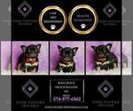 Small #2 French Bulldog