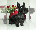 Small Photo #4 Scottish Terrier Puppy For Sale in TERREBONNE, OR, USA