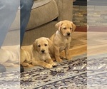 Small Photo #9 Labrador Retriever Puppy For Sale in BARNEVELD, WI, USA