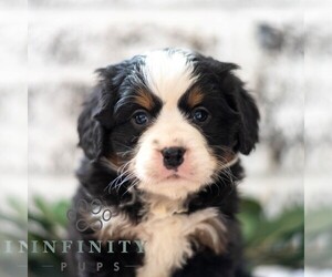 Bernese Mountain Dog-Cavalier King Charles Spaniel Mix Puppy for sale in RICHFIELD, PA, USA