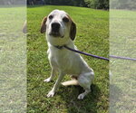 Small #1 Greyhound-Labrador Retriever Mix