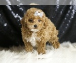 Small Photo #33 Poodle (Toy) Puppy For Sale in WARSAW, IN, USA